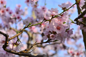 In full bloom in the peach blossom