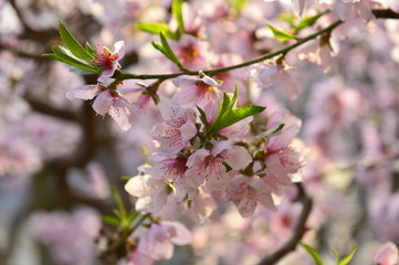 In full bloom in the peach blossom