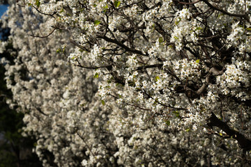 Dogwood tree blossoms on a beautiful spring day