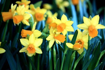 Obraz premium Daffodils