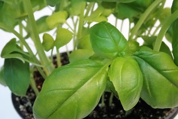 frischer grüner Basilikum im Blumentopf