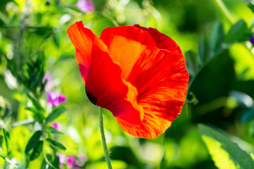 Red poppy flower on a green field in bright sunny day in summer. Nature wallpaper blurred background. Image is not in focus. Blossoming poppy for poster.
