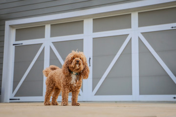 Bichpoo Bichon Poodle Mix Dog Outside at home in Front of Garage Door - Powered by Adobe