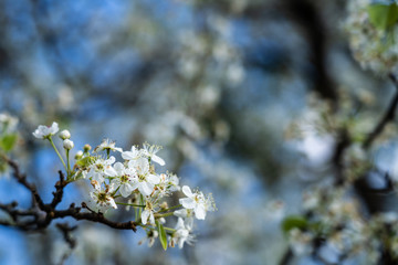 Dogwood tree blossoms on a beautiful spring day
