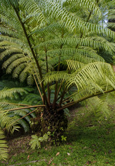 Tropical tree fern forest