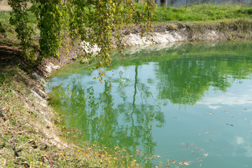 Ramas cuelgan sobre lago