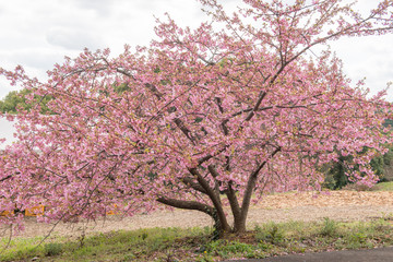 豊前の河津桜