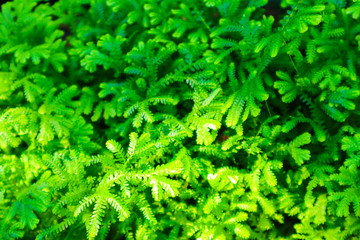 background of green leaves