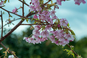 豊前の河津桜