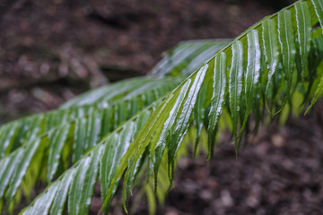 Tropical tree fern forest