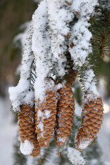 Norway Spruce tree seed cones covered in melting snow in winter forest Toronto Canada