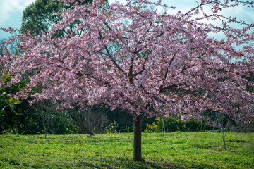 Fototapeta premium 豊前の河津桜