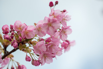 豊前の河津桜