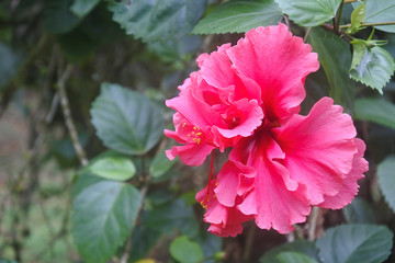 Amazing hibiscus flower