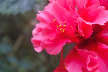 Amazing hibiscus flower