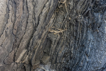 Italy, Cinque Terre, Vernazza, a close up of a tree