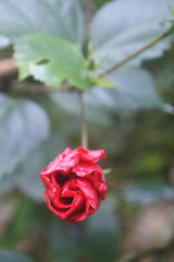 Amazing hibiscus flower