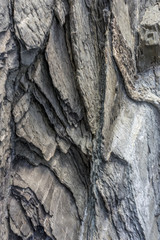 Italy, Cinque Terre, Vernazza, a tree in front of a large rock