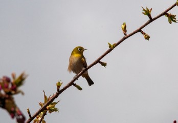 風土記の丘の梅