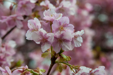 河津桜