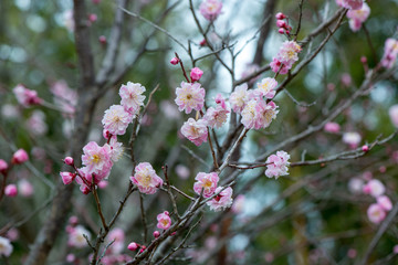 風土記の丘の梅