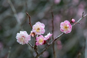 Fototapeta premium 風土記の丘の梅