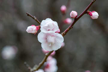 風土記の丘の梅
