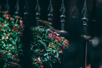 flowers grow in the city