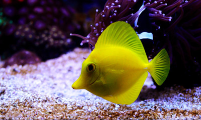 Yellow tang is one of the most popular fishes in coral reef aquariums