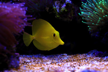 Yellow tang is one of the most popular fishes in coral reef aquariums