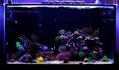 Awesome colorful coral reef aquarium tank