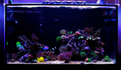 Awesome colorful coral reef aquarium tank © Kolevski.V