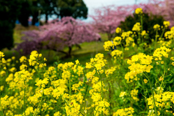 菜の花