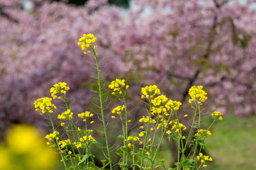 菜の花