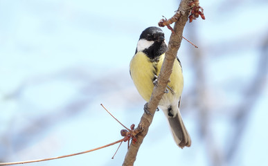 Great Tit (Parus major)