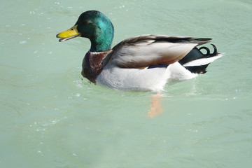 Mallard male Duck swimming in a clear water pond