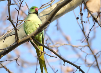Beautiful Rose Ringed Parakeet  perched on a tree trunk in Barcelona, Spain.