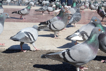 Fototapeta premium Many street pigeons at Plaza de Cataluna in Barcelona, Spain
