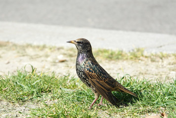 Common Starling (Sturnus vulgaris)