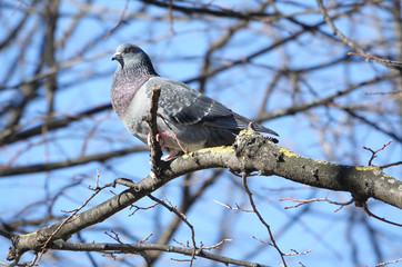  Common Wood Pigeon (Columba palumbus)