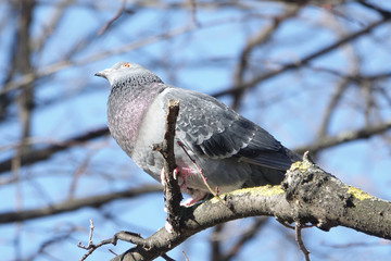 Common Wood Pigeon (Columba palumbus)