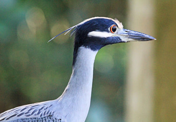 Yellow Crowned Night Heron