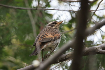 ツグミ　Dusky thrush