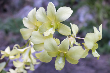 beautiful yellow orchid flowers