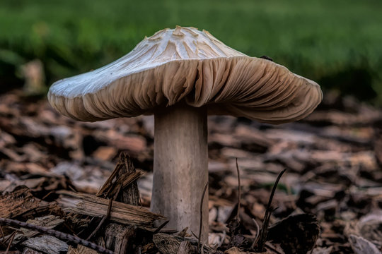 White gilled fungus from California, probably Agaricus campestris, from the side