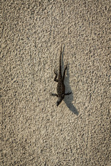 lizard on a wall