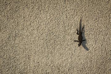 lizard on a wall