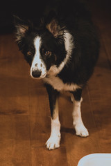 portrait of a border collie