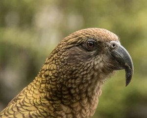 Closeup of New Zealand Kaka (Nestor meridionalis)