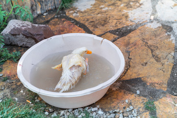 small and cute duck playing in water in bucket